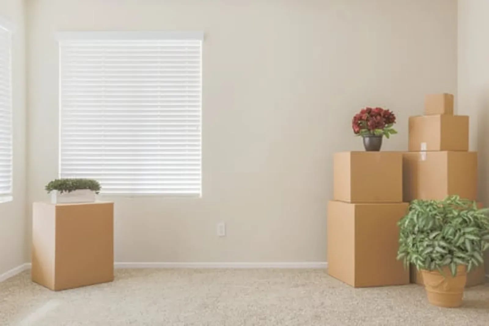 Cardboard moving boxes and a potted plant in an empty carpeted room ready for move-out cleaning